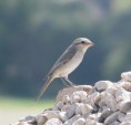 /album/some-overseas-trips/isabelline-shrike-dec-2005-emirates-jpg/